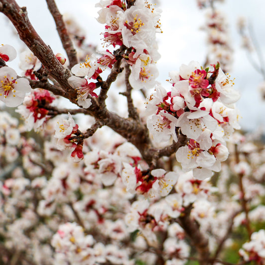 Viva La Vida Ametlla Mallorca IGP - 200 g Raw Small