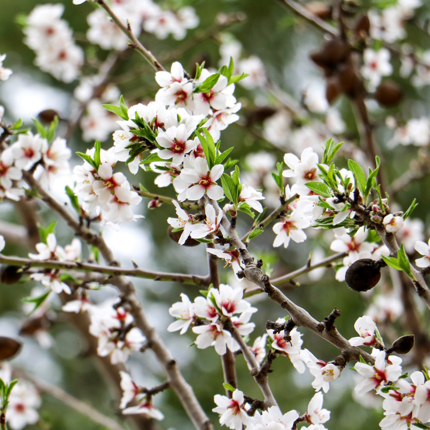 Bessó De Mallorca Schoko Süssmandeln Flor De Sal Verfeinert - Netto 150 g, Kakaoanteil 60%, Kompakte Packung