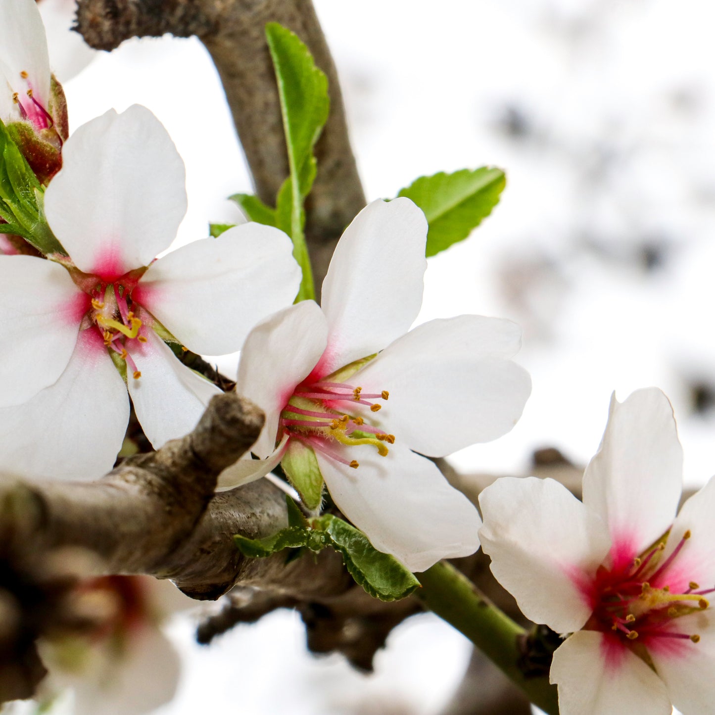 Viva La Vida Ametlla Mallorca IGP - 200 g Raw Small