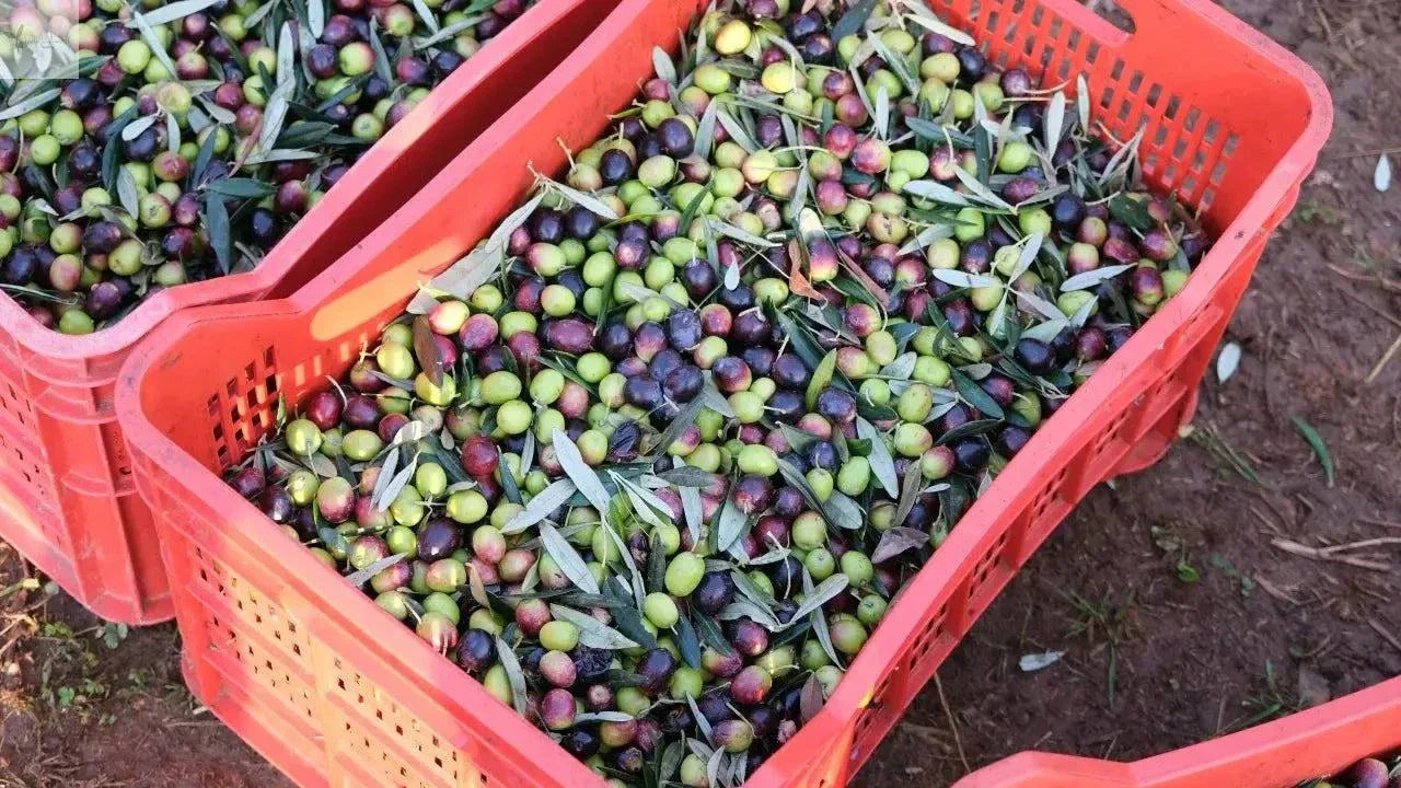 Ulei de măsline extravirgin Villa Annette Calabria Native - Capacitate 500 ml, presat la rece