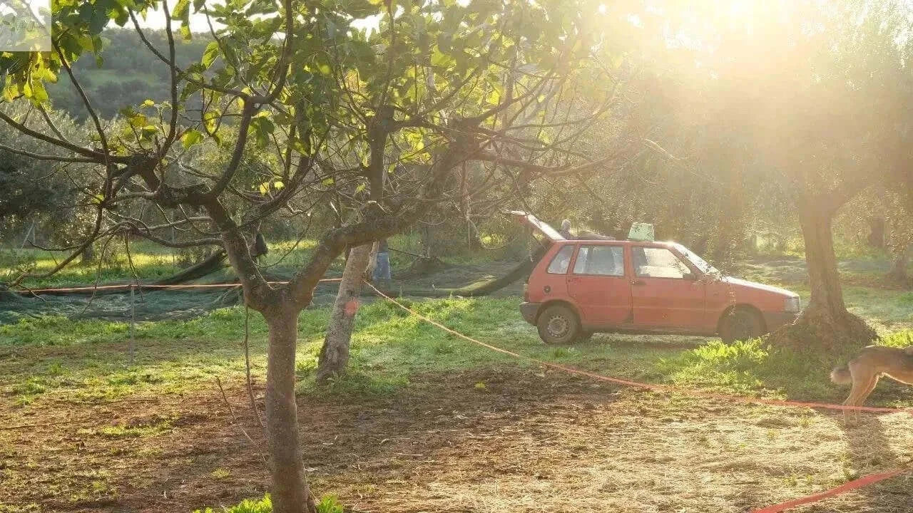 Ulei de măsline extravirgin Villa Annette Calabria Native - Capacitate 500 ml, presat la rece