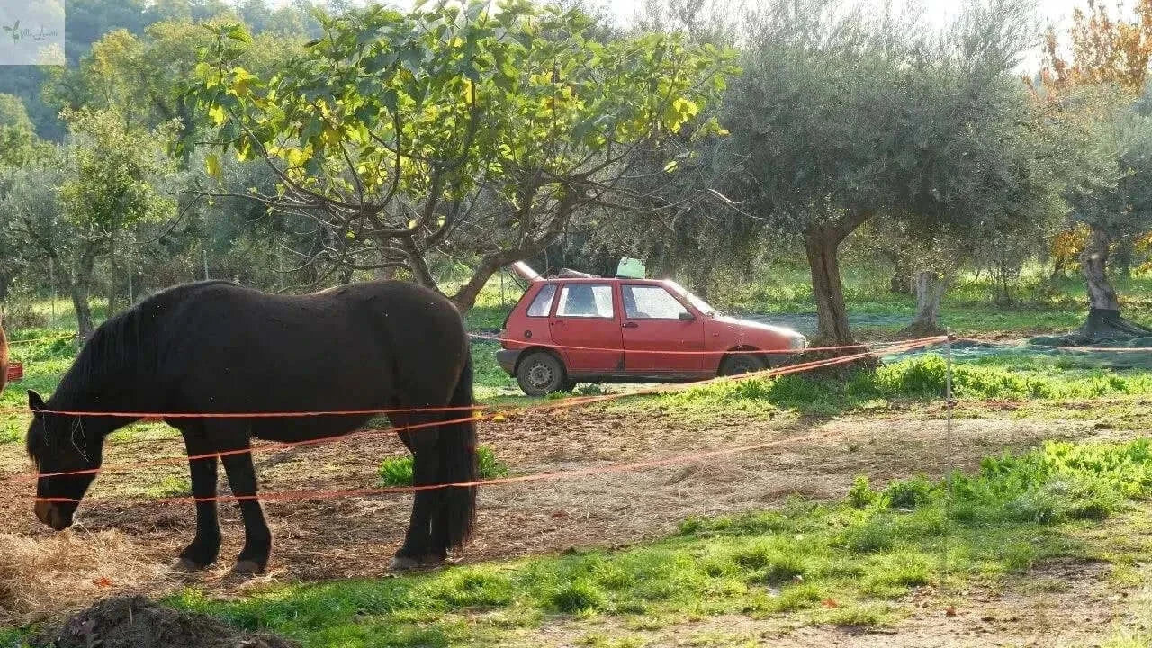 Ulei de măsline extravirgin Villa Annette Calabria Native - Capacitate 500 ml, presat la rece