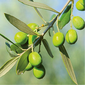 VIVA LA VIDA Masline Verzi Trencadas Sa Tafona Fresh - Continut 500 g Diametru 6 cm