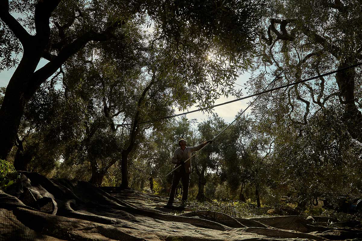 Cru Di Puglia Olivenöl Mittelfruchtig - Kapazität 500ml, Größe 0,5L