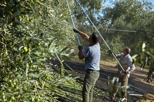 Ulei de măsline Cru Di Puglia, fructat mediu - Capacitate 500 ml, Dimensiune 0,5 l