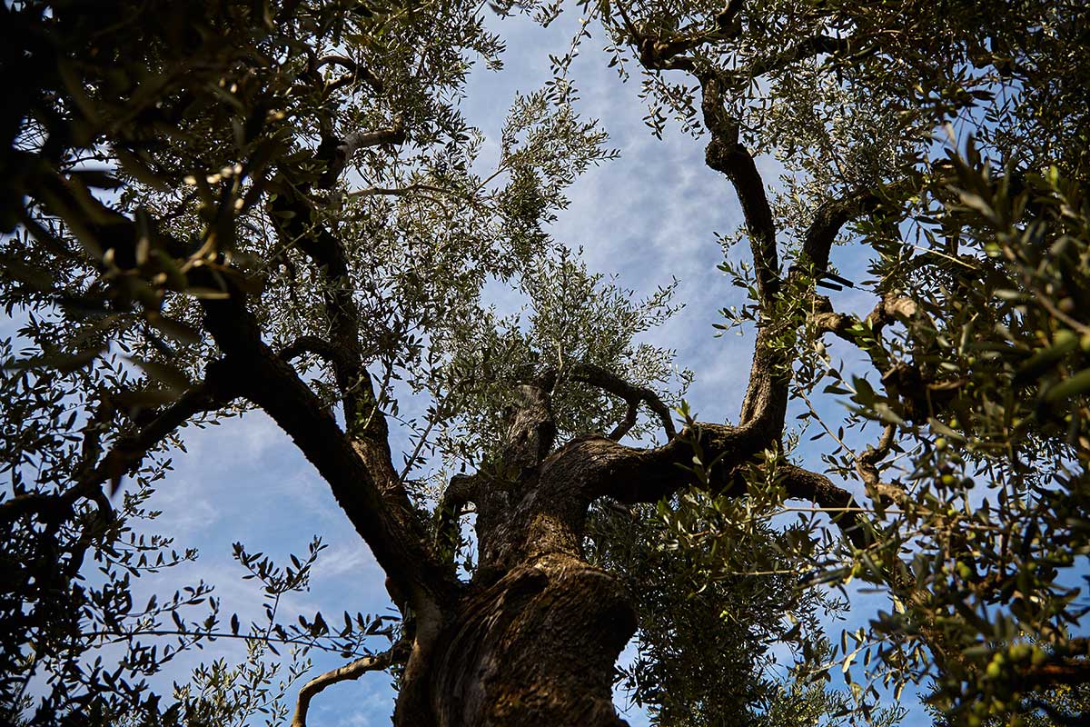 Cru Di Puglia Olivenöl Mittelfruchtig - Kapazität 500ml, Größe 0,5L