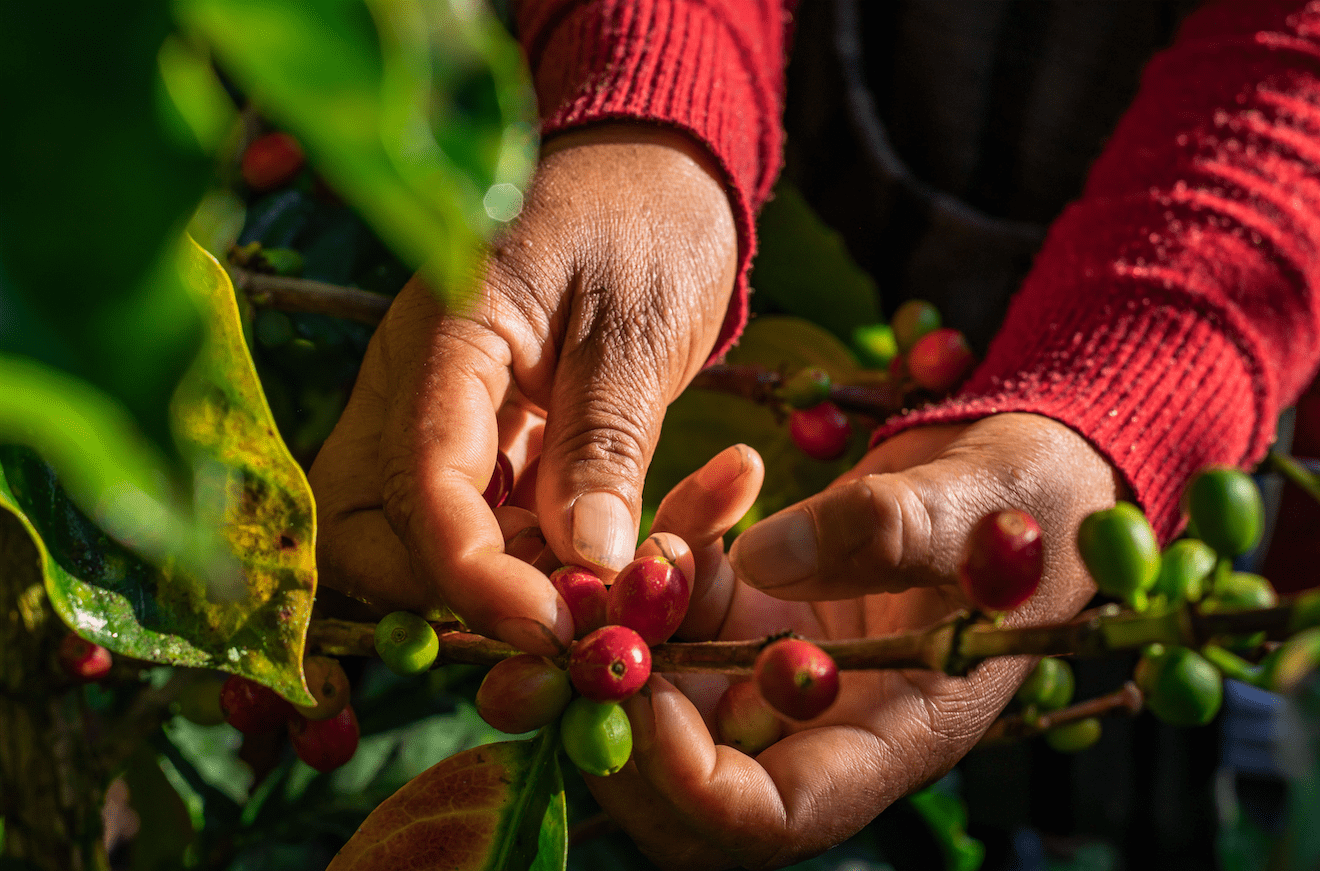 Black Shot I 100% Robusta/Canephora