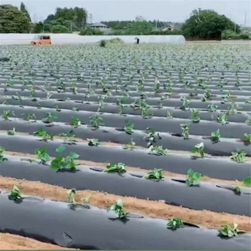 Tewango Mulchfolie Perforiert - 0,95 m 5 Löcher 15 cm Abstand