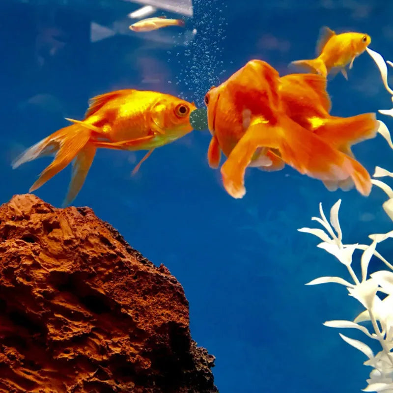 SpirulinaPro Hochreine Tabletten - 200g Volumen, 50–2000g