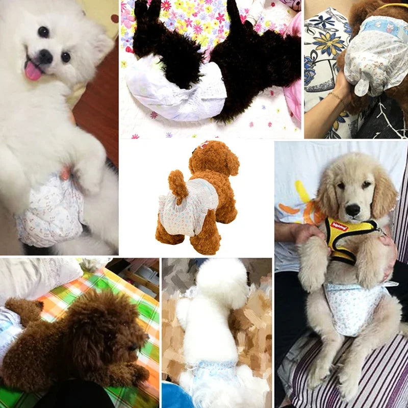 PawCare 10er Hundewindeln - Superabsorb. S, Auslaufsicher