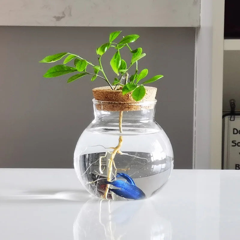 Choice Mini Hydroponischer Blumentopf - Glas 250ml 12cm