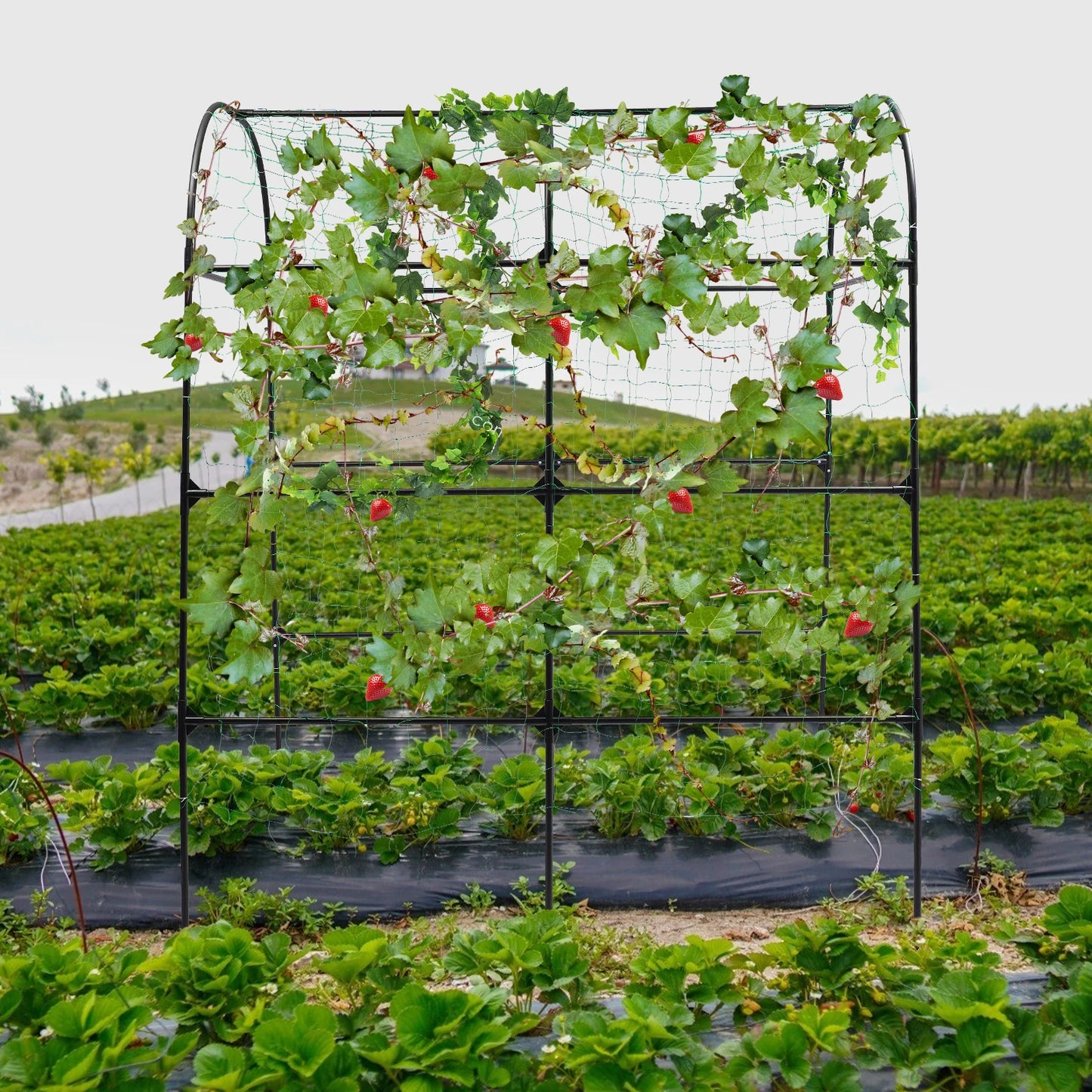 GartenMeister Gartenbogen 230 cm Höhe, 20 mm Rohrdurchmesser, Stahl/PE