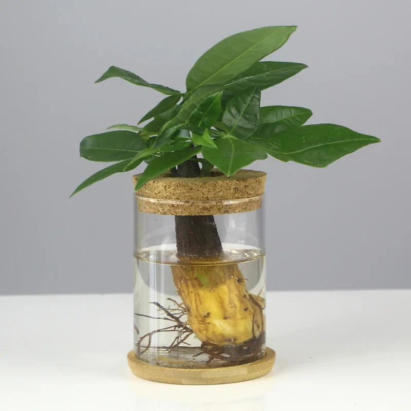 Choice Mini Hydroponischer Blumentopf - Glas 250ml 12cm