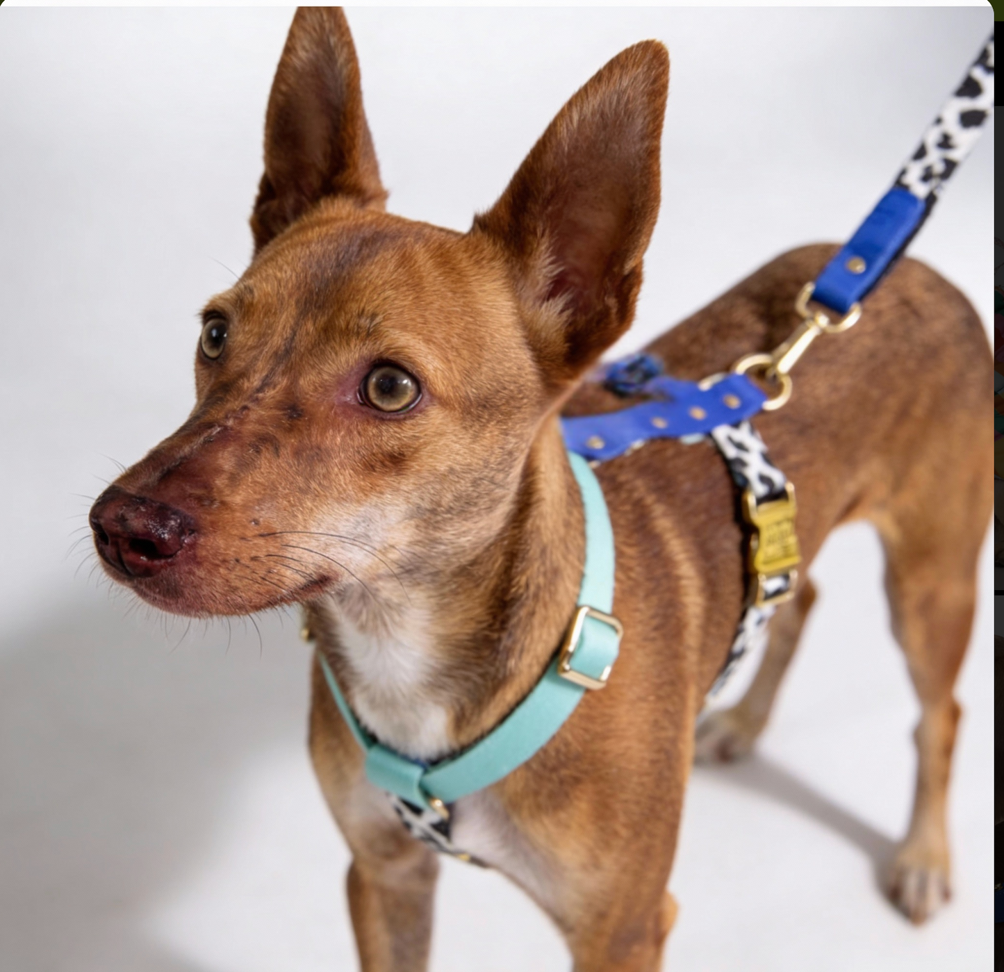 Blueberry Hundegeschirr Schnell Trocknend - XS-L, 100% Polyester