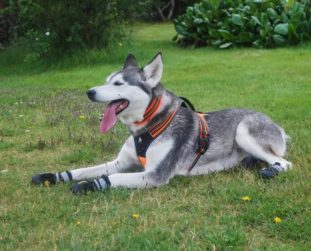 Truelove Sport Nylon Reflektierend 2025: No Pull Hund Geschirr 3M Outdoor Abenteuer - Haustier Weste Griff XS-XL Gepolstert Schnell Lösbar 5 Farben