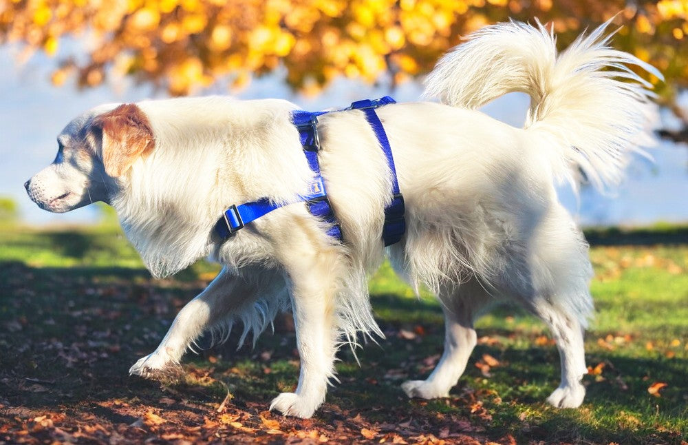 Anti-Stress-Geschirr STURMFREI® Saver für mittlere und große Hunde