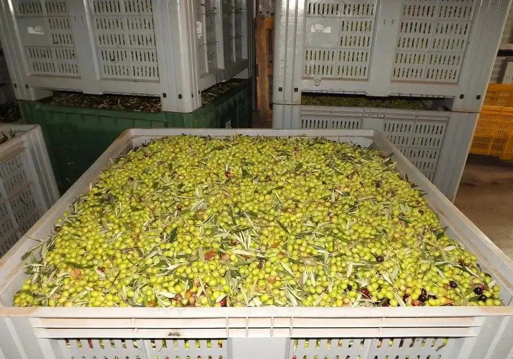 Ulei de măsline organic extravirgin Palombari - Capacitate 5 litri, Dimensiuni 25 x 9 cm, Origine Calabria