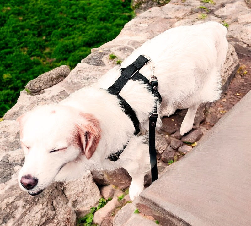 Anti-Stress-Geschirr STURMFREI® Saver für kleine bis mittlere Hunde