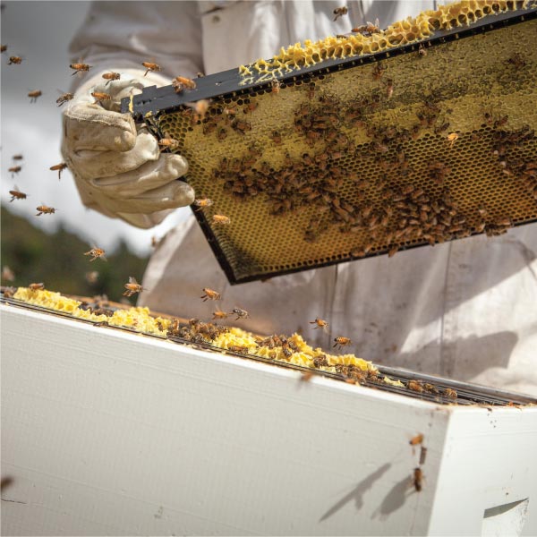 Miere de Manuka ManukaWelt MGO 820+ Gust strălucitor și calitate excelentă - Borcan hexagonal de 225 g