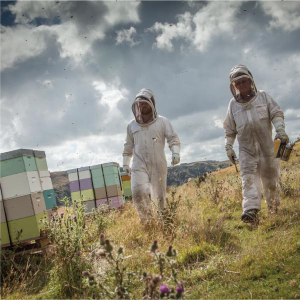 Miere de Manuka ManukaWelt MGO 820+ Gust strălucitor și calitate excelentă - Borcan hexagonal de 225 g