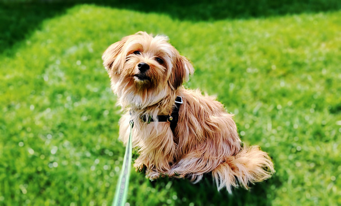 Anti-Stress-Geschirr STURMFREI®, Größe XXS