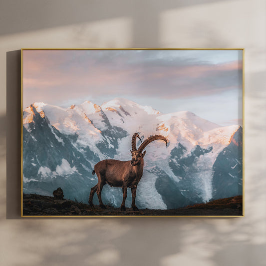 Ibex Mont Blanc Chamonix Sonnenaufgang Druck - 200 g/m², Größen 5x7 bis A4