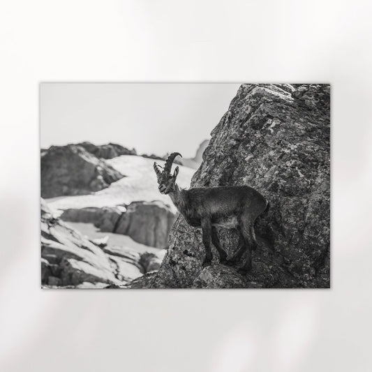 Alpine Ibex Chamonix Schwarz Weiß Fotodruck - Größe A4 200gsm