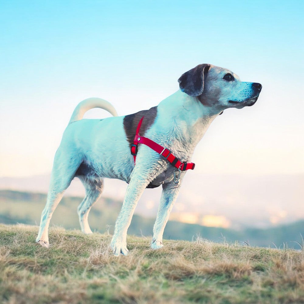 Anti-Stress-Geschirr STURMFREI®, Größe S