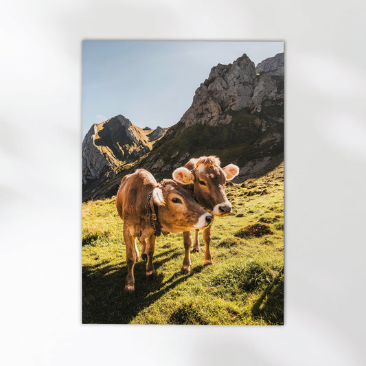 Alpine Cows Appenzell Bilddruck - Größe A4, Papiergewicht 200 g/m2